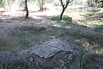 Űӳ1