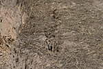 峤2